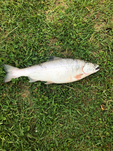 サクラマスの釣果