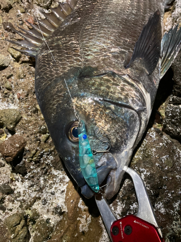 チヌの釣果