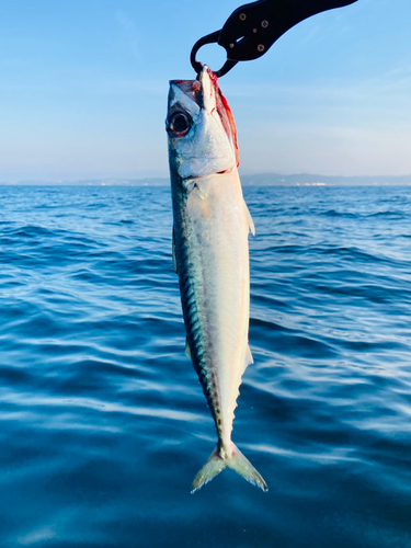 サバの釣果