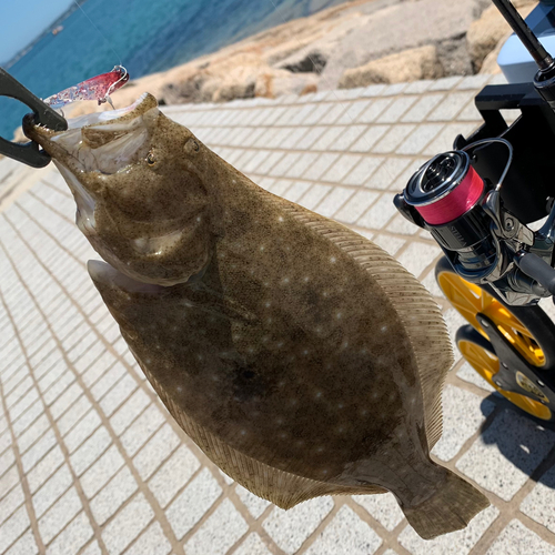 ヒラメの釣果