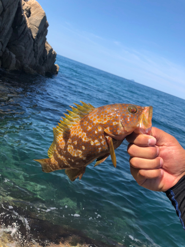 アコウの釣果