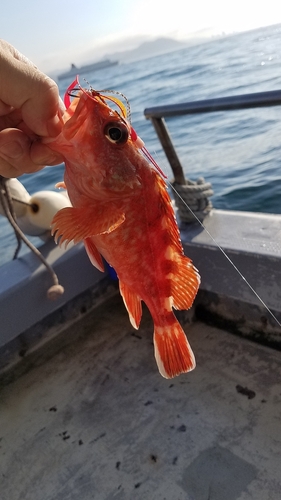 ガシラの釣果