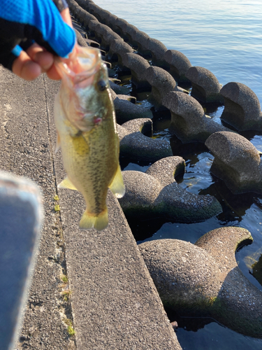 ラージマウスバスの釣果