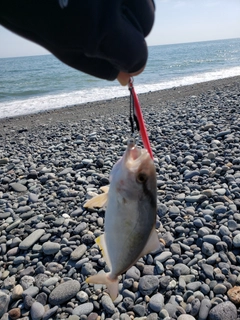 ショゴの釣果