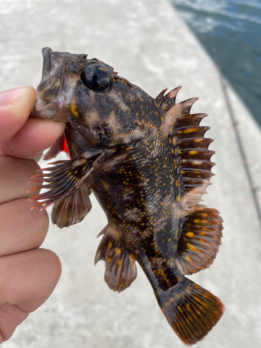 オウゴンムラソイの釣果