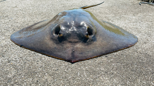 アカエイの釣果