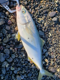 ワカシの釣果