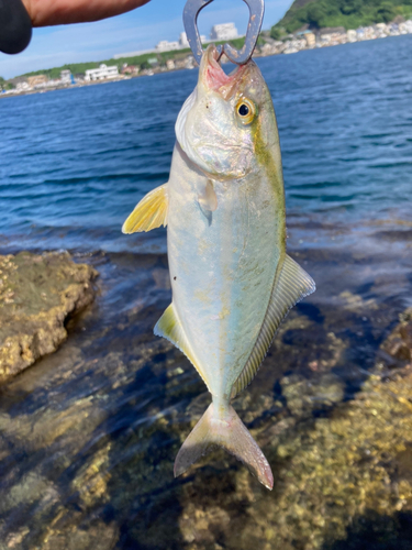 ショゴの釣果