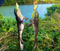 ウシの釣果