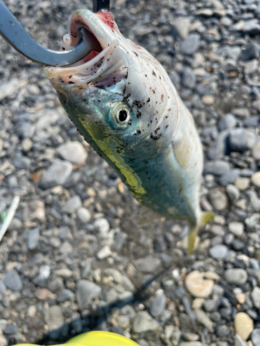 ワカシの釣果