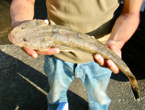 マゴチの釣果