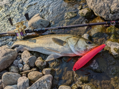 シーバスの釣果