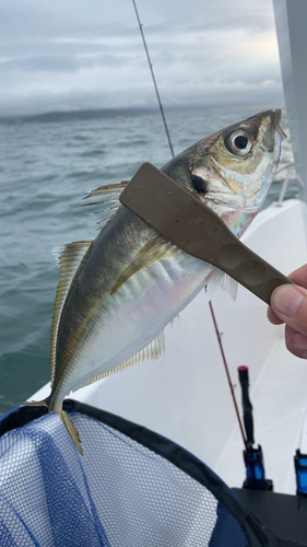 アコウの釣果