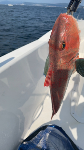 ホウボウの釣果