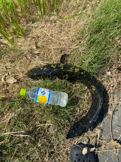 ライギョの釣果