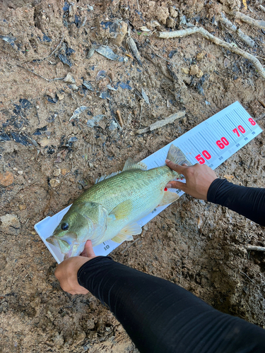 ブラックバスの釣果