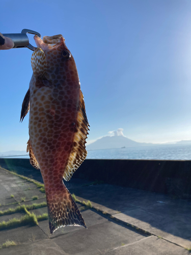 オオモンハタの釣果