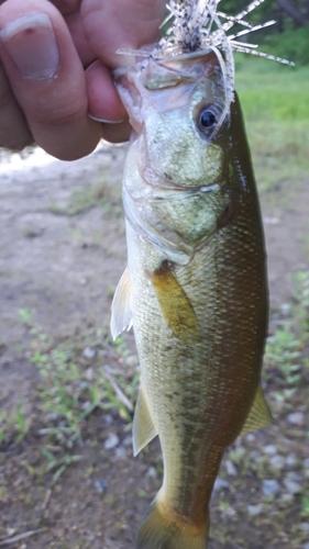 ラージマウスバスの釣果