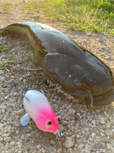 ナマズの釣果