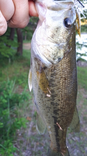 ラージマウスバスの釣果