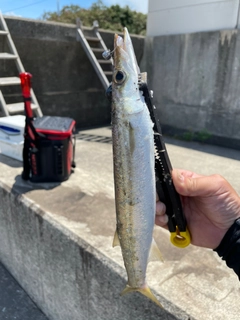 アカカマスの釣果