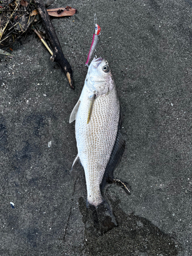 イシモチの釣果