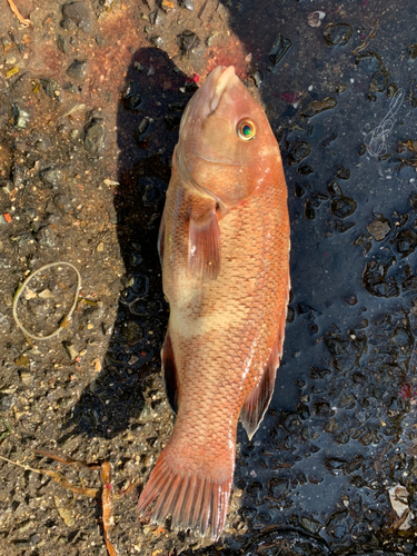 コブダイの釣果