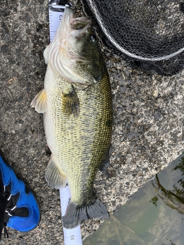 ブラックバスの釣果