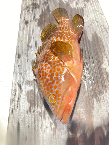 アコウの釣果