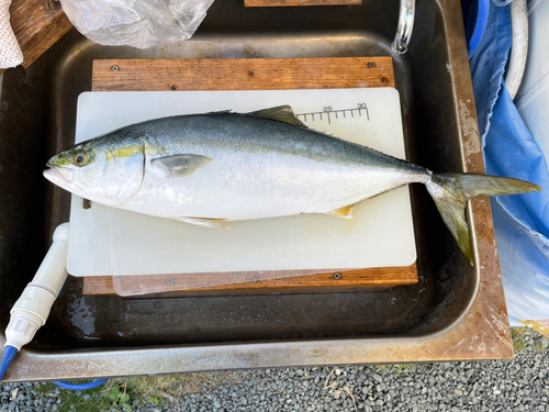 ワラサの釣果