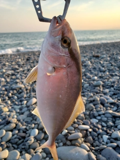 ショゴの釣果