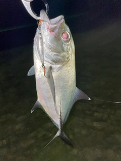 ロウニンアジの釣果