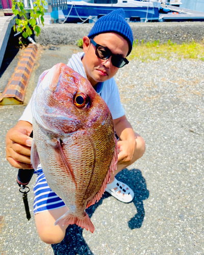 マダイの釣果