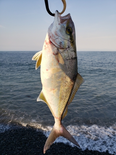 ショゴの釣果