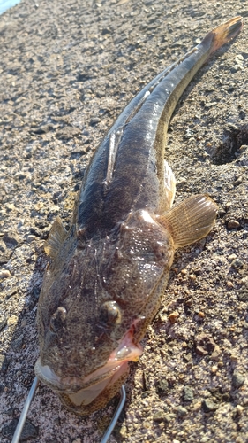 マゴチの釣果