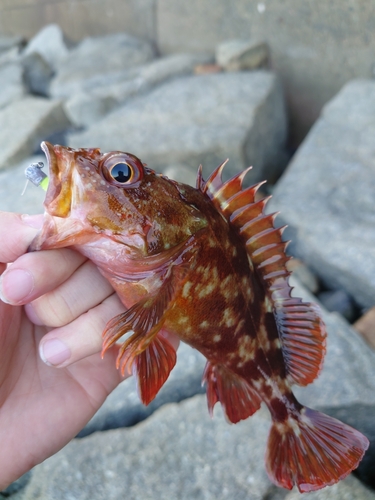 カサゴの釣果