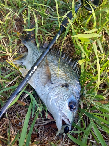 キビレの釣果