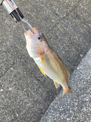 イシモチの釣果