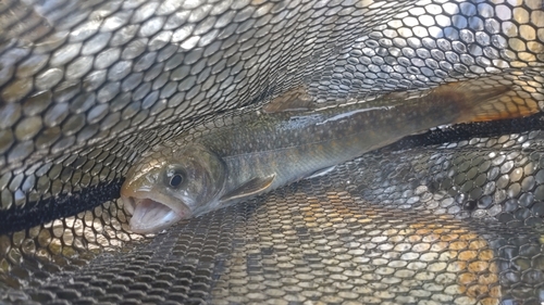 ニッコウイワナの釣果