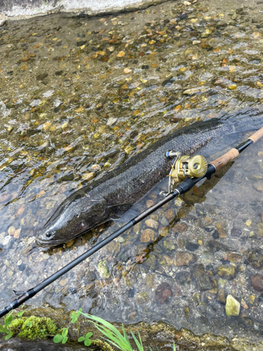 スネークヘッドの釣果