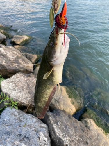 ニホンナマズの釣果