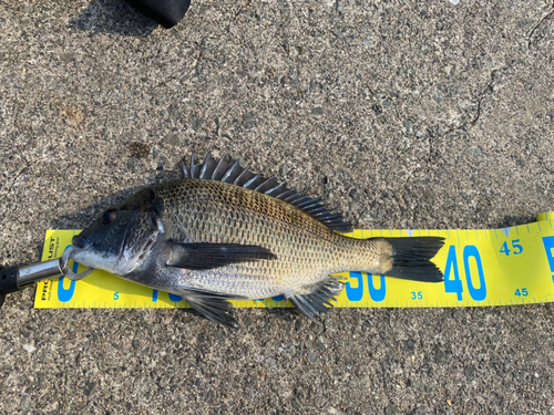 クロダイの釣果