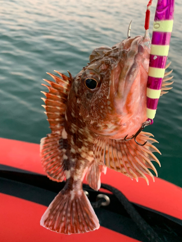 カサゴの釣果