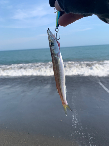 カマスの釣果