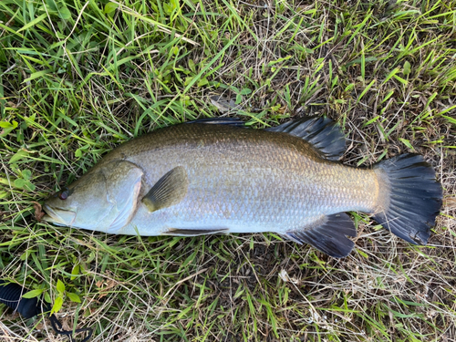 アカメの釣果