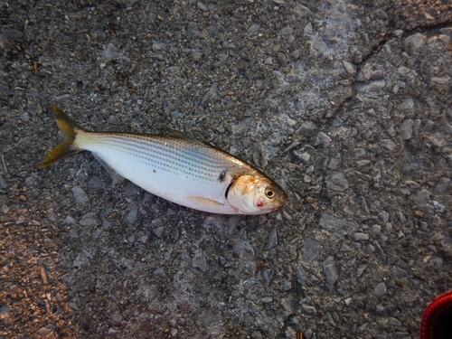 コノシロの釣果