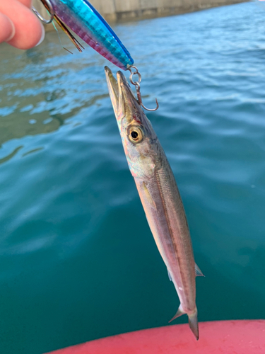 カマスの釣果