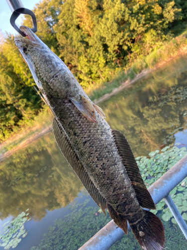 カムルチーの釣果