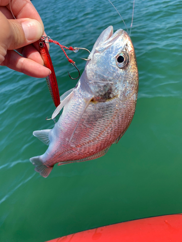 シログチの釣果