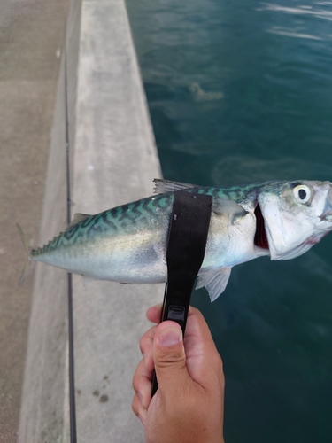 サバの釣果